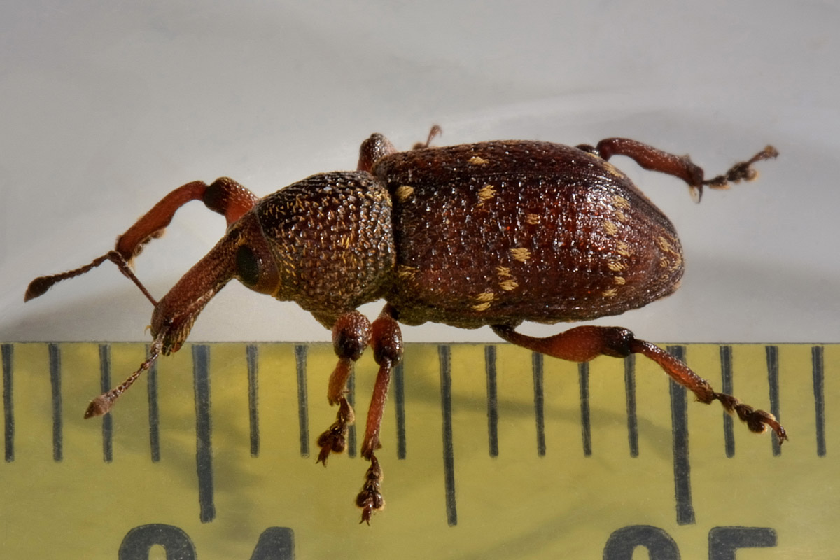 Curculionidae:  Hylobius transversovittatus?  S !